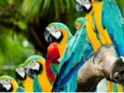 arlindo-lianza-natureza-8