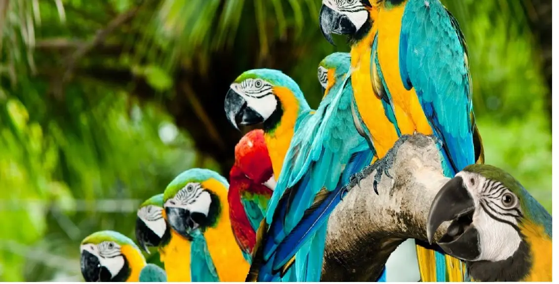 arlindo-lianza-natureza-8